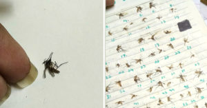 girl collects mosquitos