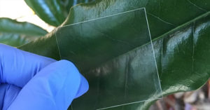 transparent wood