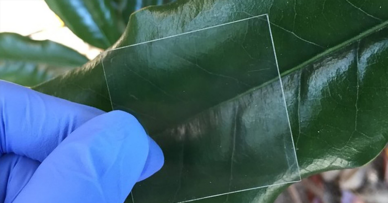 Scientists Create Transparent Wood Nearly As Clear as Glass To Make Stronger, Better Insulating Windows - Featured image