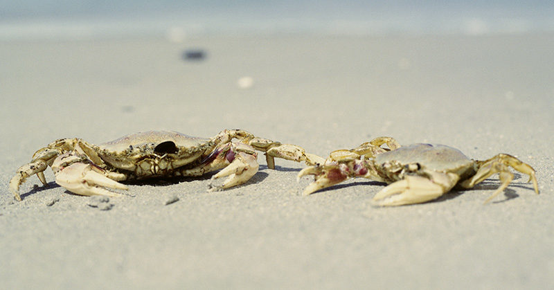 crabs on the beach