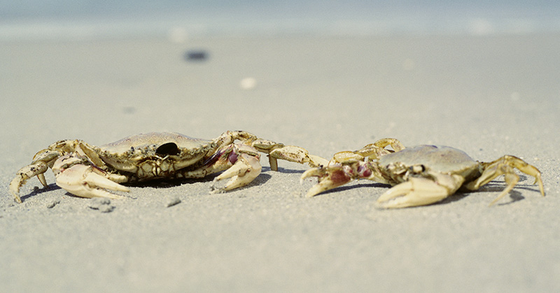 Animals Keep Evolving Into Crabs, Which Is Somewhat Disturbing - Featured image