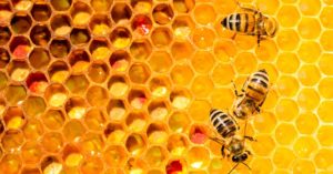 Bee Populations Are Increasing In Many States–With Maine Seeing 70% Rise In 2 Years bees in hive
