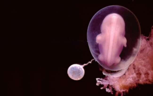 embryo day 8
