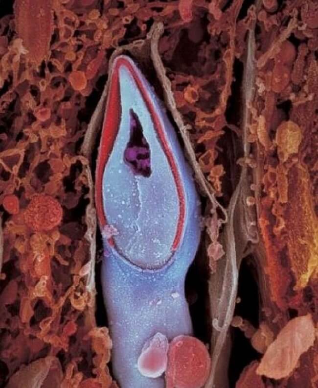 sperm close up