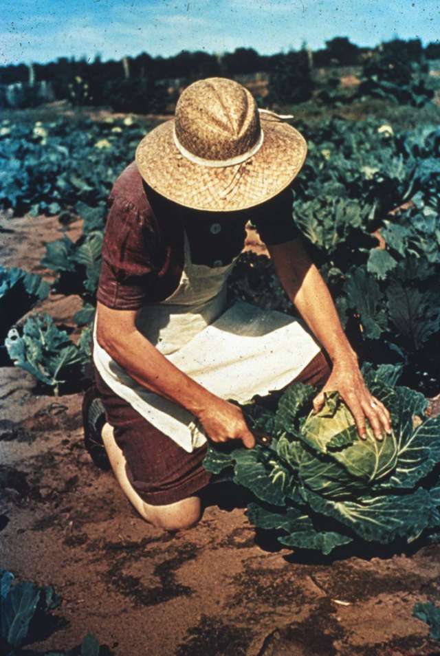 A woman working in a cabbage field