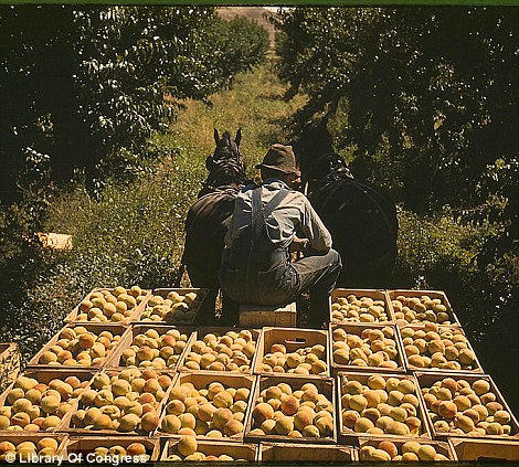 September 1940: A boy hauling crates of peaches from an orchard to prepare them for shipping in Delta County, Colorado