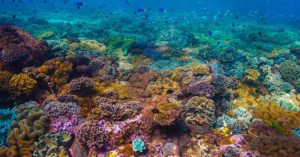 New coral reef taller than Eiffel Tower found off Australian coast coral reef