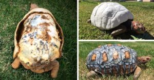 Rescuers Print 3-D Shell For Tortoise Who Had His Burnt Off In A Fire 3d printed tortoise shell