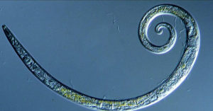 Worms Frozen for 42,000 Years in Siberian Permafrost Wriggle to Life worms frozen in permafrots