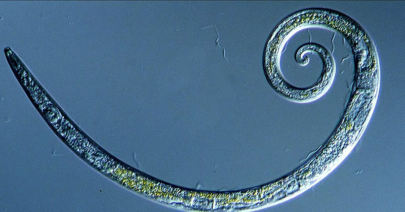 Worms Frozen for 42,000 Years in Siberian Permafrost Wriggle to Life - Featured image