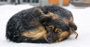 You Could Now Land In Jail For Leaving Your Dog Out In The Cold dog in snow