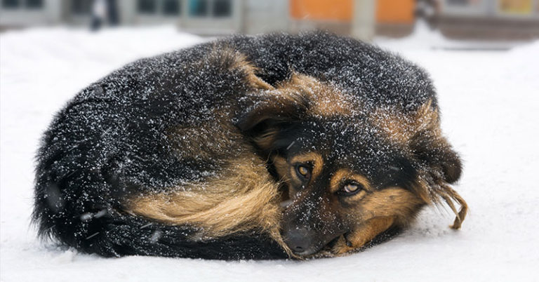 You Could Now Land In Jail For Leaving Your Dog Out In The Cold - Featured image