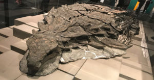 Dinosaur ‘Mummy’ Is So Well-Preserved It Even Has The Skin And Guts Intact dinosaur mummy