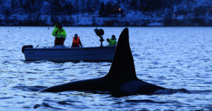 killer whales attack boats