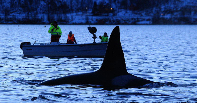 Killer whales orchestrating revenge attacks on boats off Spain - Featured image