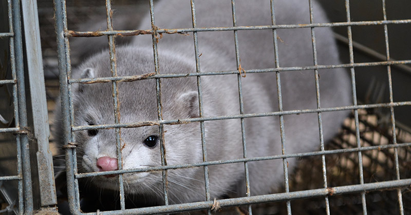 Denmark to kill entire mink population after coronavirus mutation spreads to humans - Featured image