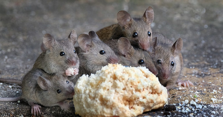 How To Set A Mousetrap - Featured image