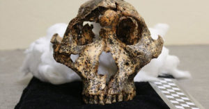 Two-million-year-old skull of human 'cousin' unearthed 2 million year old skull