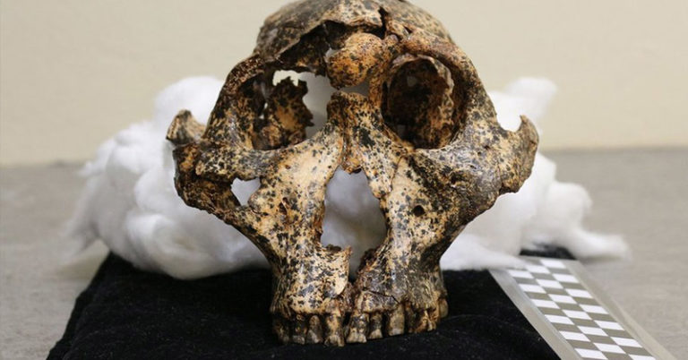 Two-million-year-old skull of human ‘cousin’ unearthed - Featured image