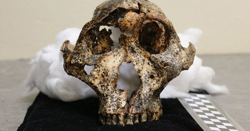 2 million year old skull