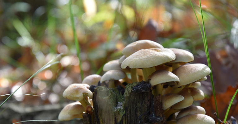 Mushrooms Can Eat Plastic, Petroleum and CO2 - Featured image