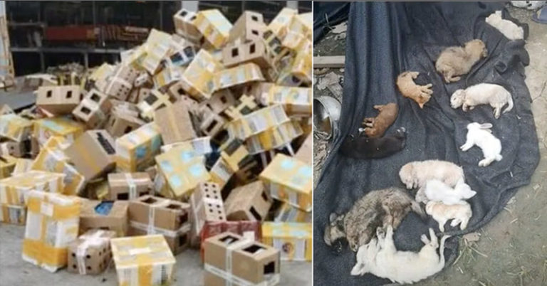 5000 Animals Found Dead In Chinese Shipping Facility - Featured image