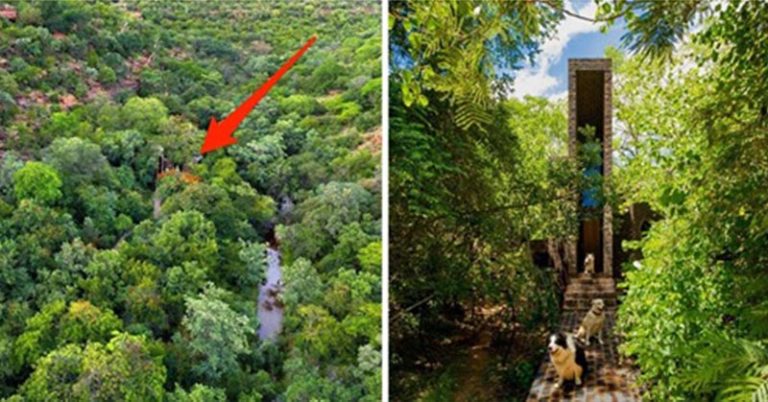 Inside the skinny home that disappears into the tree canopy of a nature reserve - Featured image