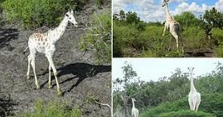 World’s only white giraffe is fitted with GPS tracking in bid to protect it from poachers - Featured image