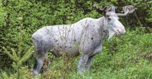Sacred white 'spirit moose' is killed by hunters in Canada white moose