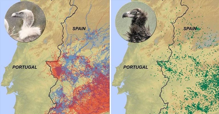 Smart vultures never, ever cross the Spain-Portugal border. Why? - Featured image