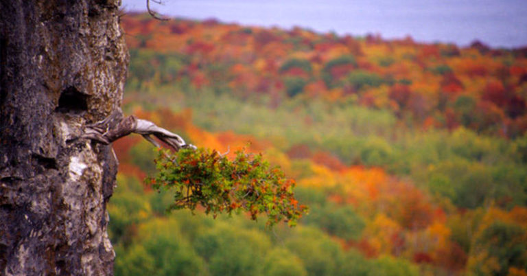 A Secret Forest Grew for Millennia in North America Without Anyone Noticing - Featured image