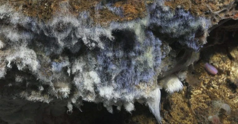 Discover the Upside-Down Lakes and Waterfalls at the Bottom of the Ocean - Featured image