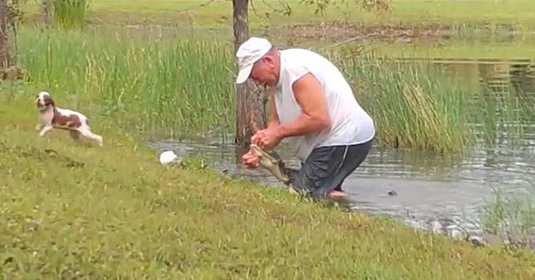 Florida man wrestles his puppy from jaws of alligator: VIDEO - Featured image