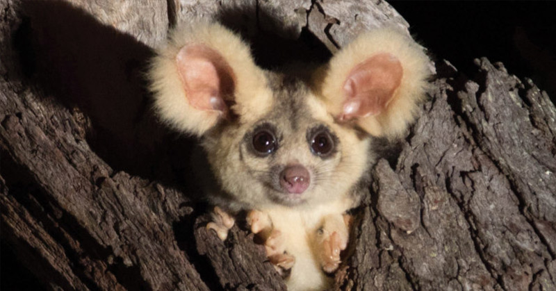 Two new mammals discovered in Australia - Featured image
