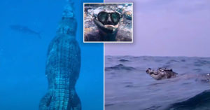 diver alligator
