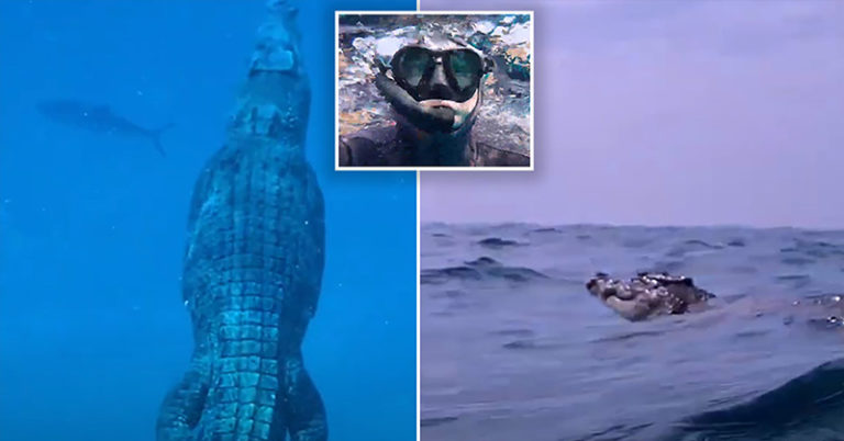 Diver gets the fright of his life after spotting giant crocodile swimming next to him in Australia - Featured image