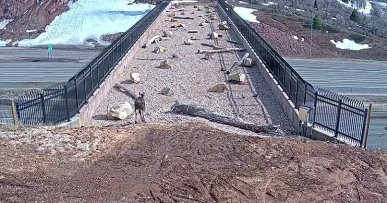 ‘It’s working!’ Video shows animals using wildlife bridge to safely cross interstate - Featured image
