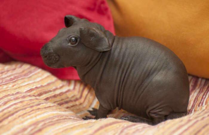 'Skinny Pigs' Are Hairless Guinea Pigs That Look Like
