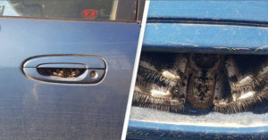 Terrified Woman Finds Huge Spider Hiding In Her Car Door Handle spider in car door handle