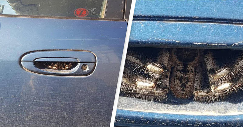 spider in car door handle