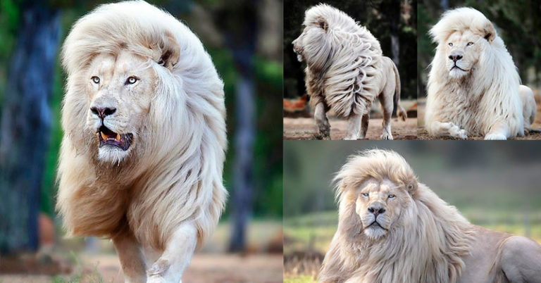 Stunning lion shows off incredible mane at sanctuary - Featured image
