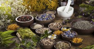 The Top 10 Medicinal Plants and Herbs for Your Health various medicinal herbs