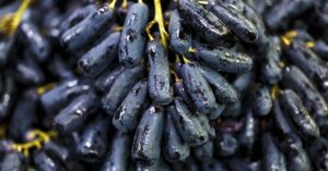 Moon Drop Grapes