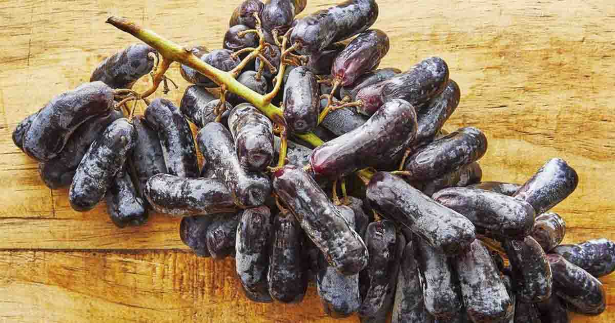 What Are Moon Drop Grapes? The Hearty Soul