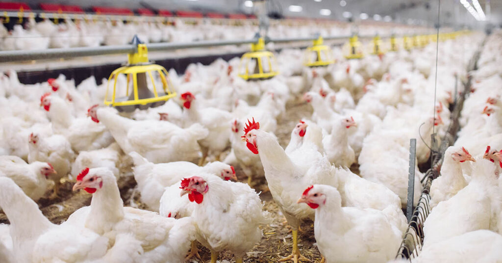 Chickens have gotten ridiculously large since the 1950s - Featured image