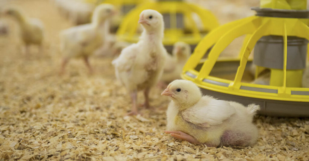 How a shipping error 100 years ago launched the $30 billion chicken industry - Featured image