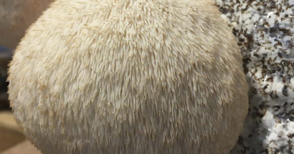 Lion’s Mane: The Mushroom You Should be Taking To Support Nerve Regeneration and Cognitive Performance - Featured image