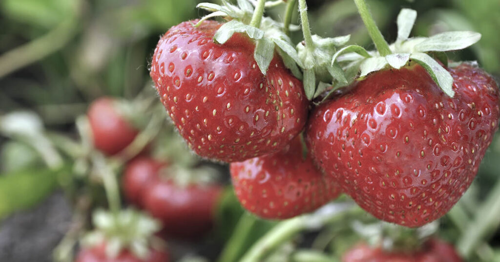 Why don’t strawberries taste good anymore? - Featured image