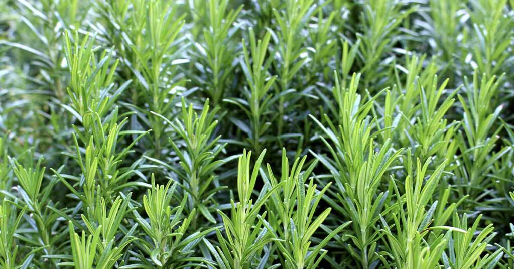 Rosemary: The Brain Boosting Herb - Featured image