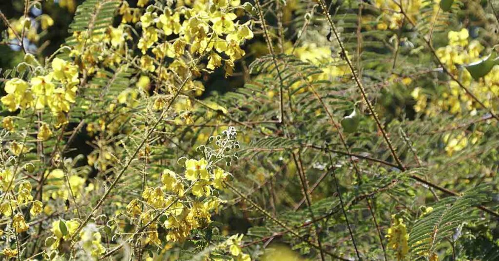 3 Reasons Why Cat’s Claw Should Be in Your Herbal Medicine